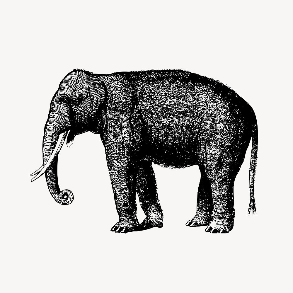 Elephant clipart, vintage animal illustration vector. Free public domain CC0 image.