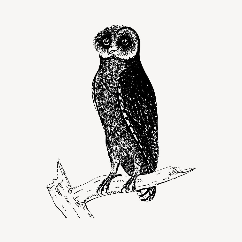 Bay owl clipart, vintage bird illustration vector. Free public domain CC0 image.