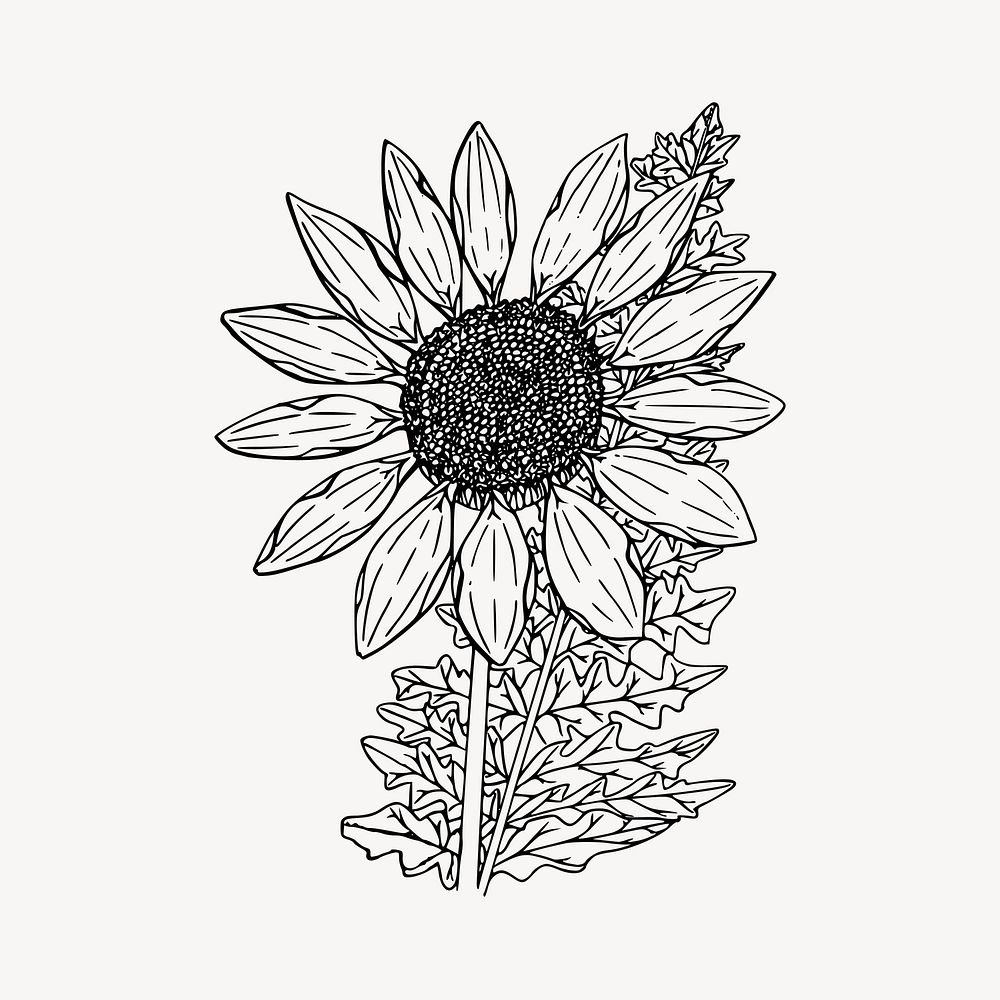Sunflower clipart, vintage plant illustration vector. Free public domain CC0 image.