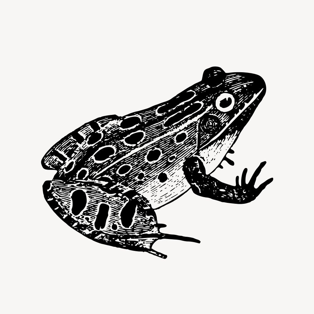Leopard frog clipart, vintage animal illustration vector. Free public domain CC0 image.