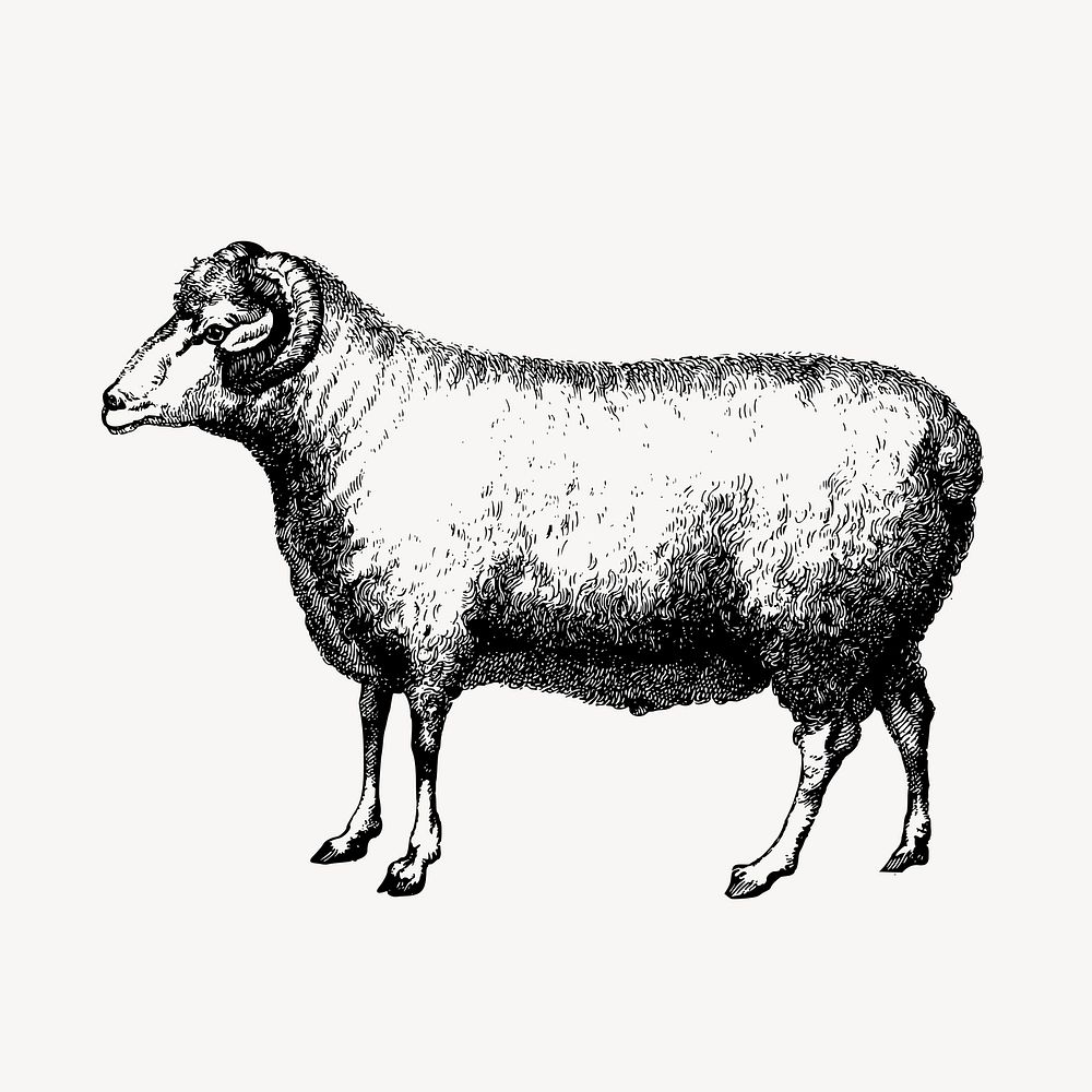 Merino, ram, sheep clipart, farm animal illustration vector. Free public domain CC0 image.