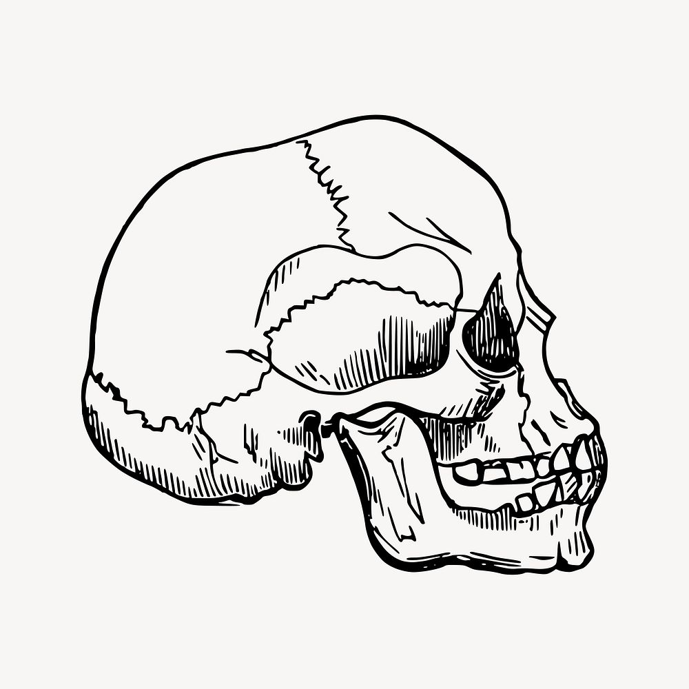 Human skull clipart, vintage Halloween decoration illustration vector. Free public domain CC0 image.