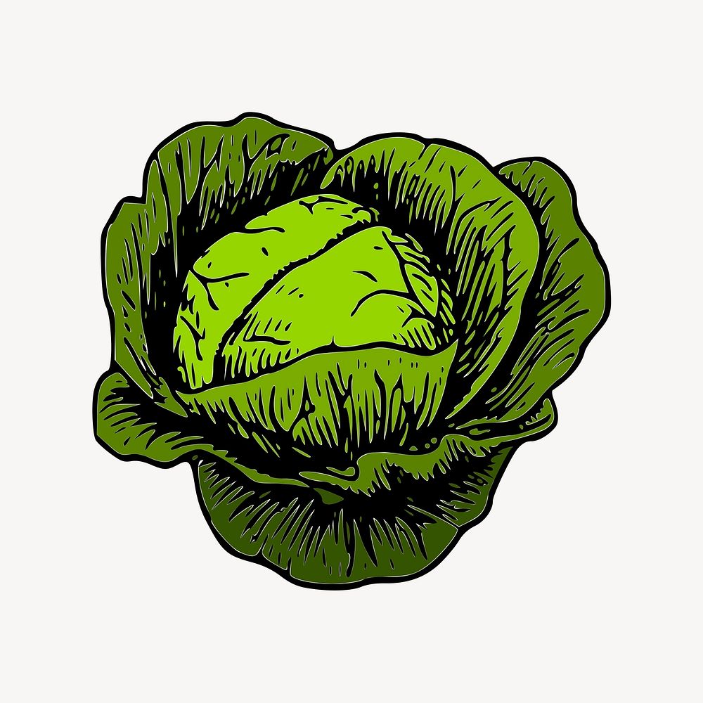 Cabbage clipart, vintage vegetable illustration vector. Free public domain CC0 image.