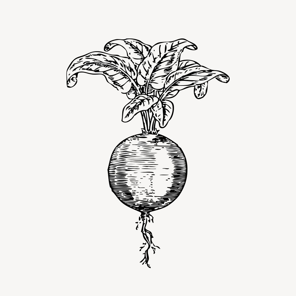 Beetroot clipart, vintage vegetable illustration vector. Free public domain CC0 image.