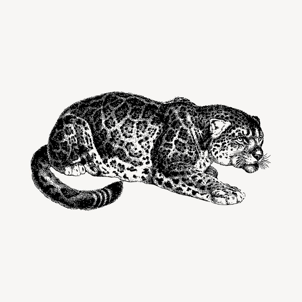 Jaguar clipart, vintage wildlife illustration vector. Free public domain CC0 image.
