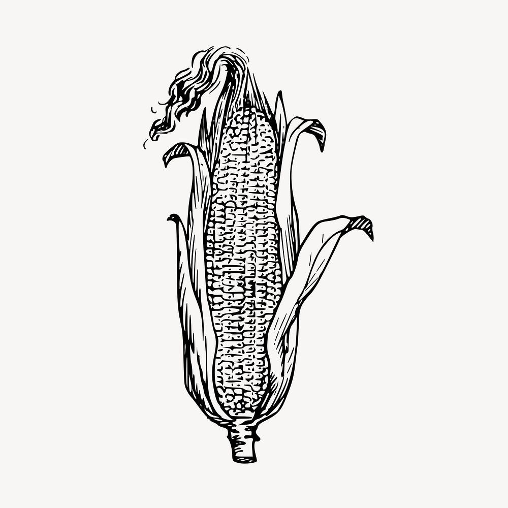 Corn clipart, vintage vegetable illustration vector. Free public domain CC0 image.
