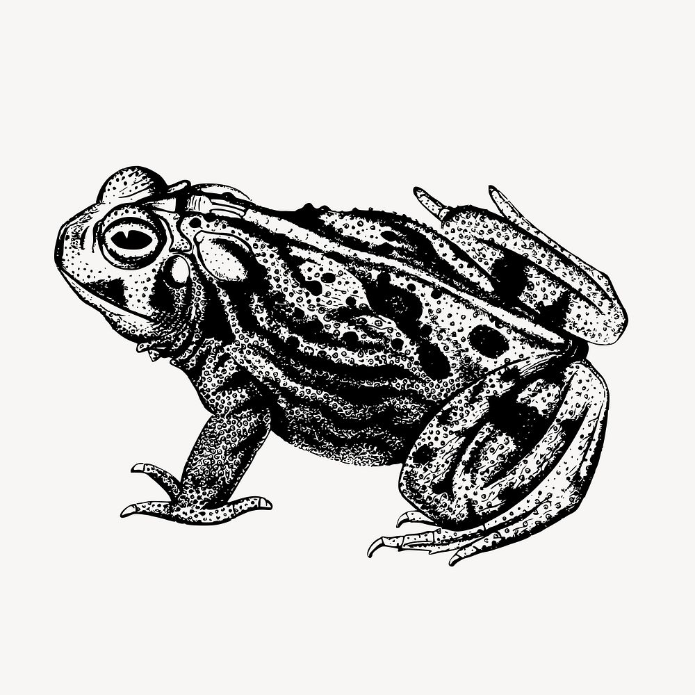 Great plains toad clipart, vintage animal illustration vector. 