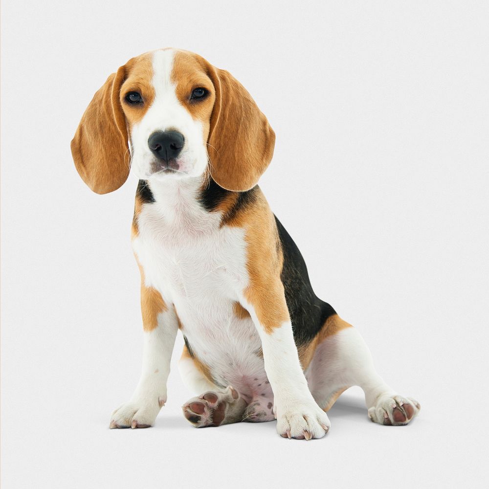 Cute beagle sitting, dog in white background