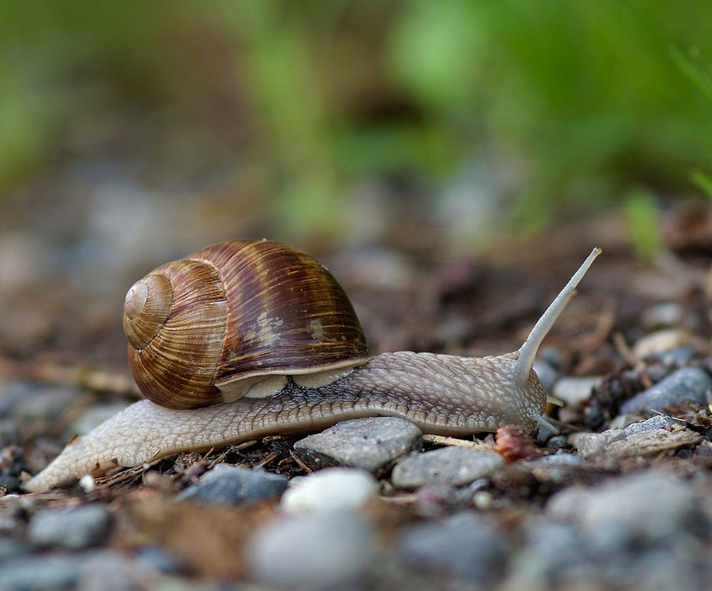 Free snail on ground closeup photo, public domain animal CC0 photo.