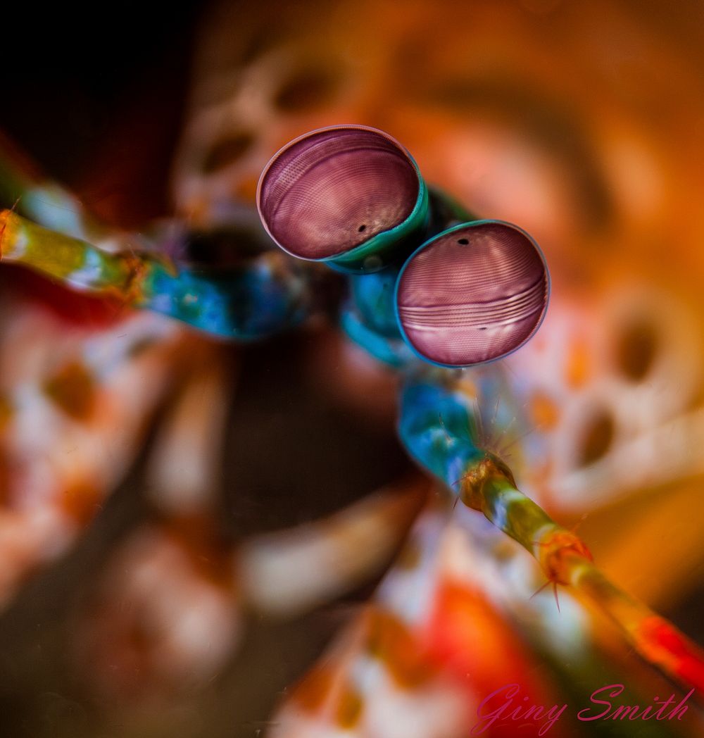 Free close up mantis shrimp image, public domain CC0 image