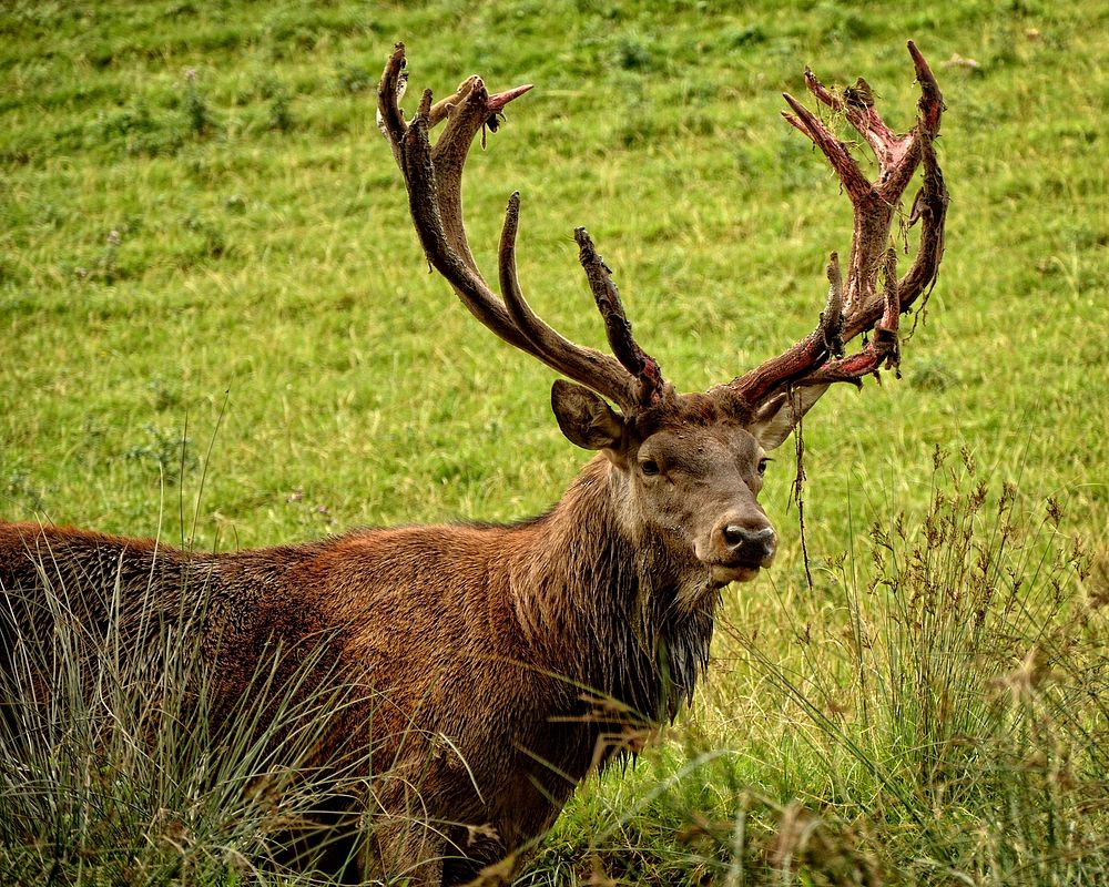 Free elk with big horns photo, public domain animal CC0 image.