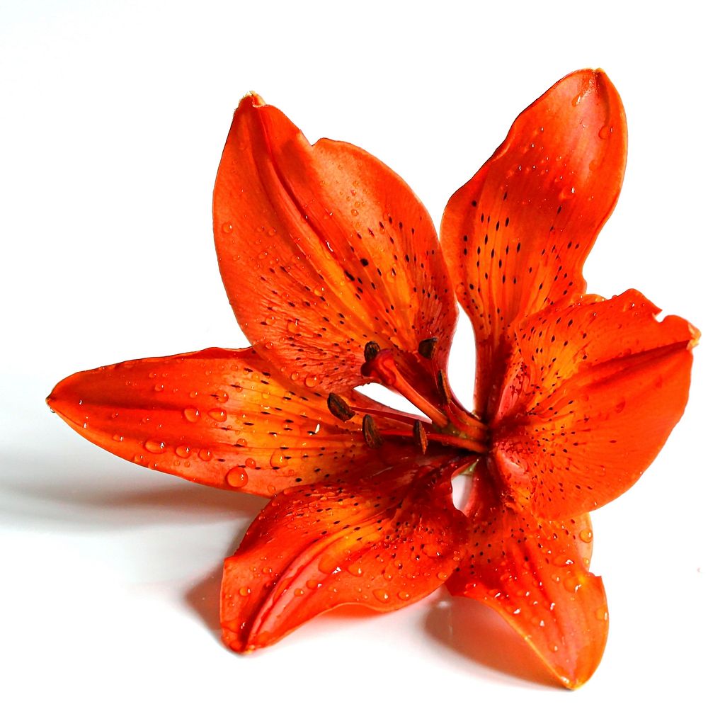 Free orange lily image, public domain flower CC0 photo.