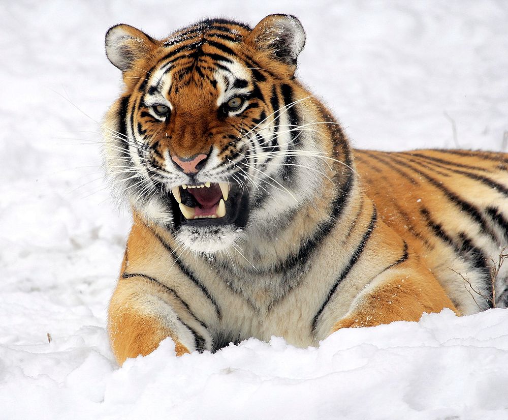 Free Bengal tiger image, public domain wild animal CC0 photo.
