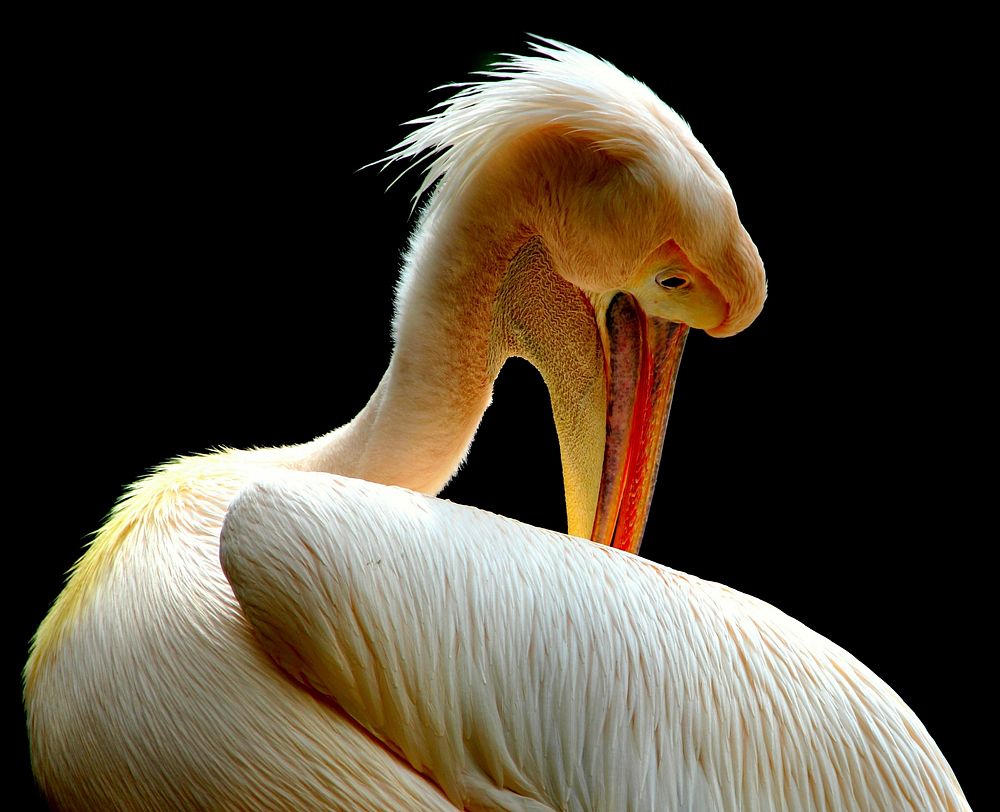 Free great white pelican head close up photo, public domain animal CC0 image.