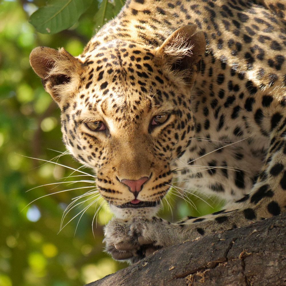 Free leopard image, public domain wild animal CC0 photo.