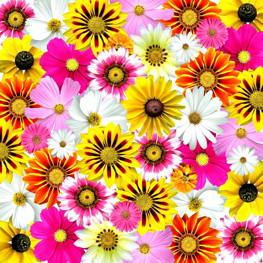Free colorful daisies image, public domain flower CC0 photo.