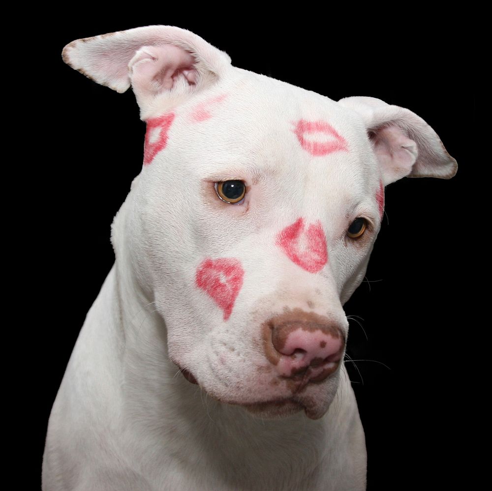 Free dog with lipstick kisses image, public domain animal CC0 photo.