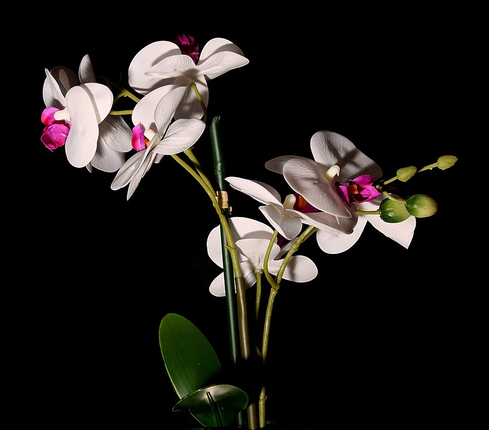 Free white orchid image, public domain flower CC0 photo.