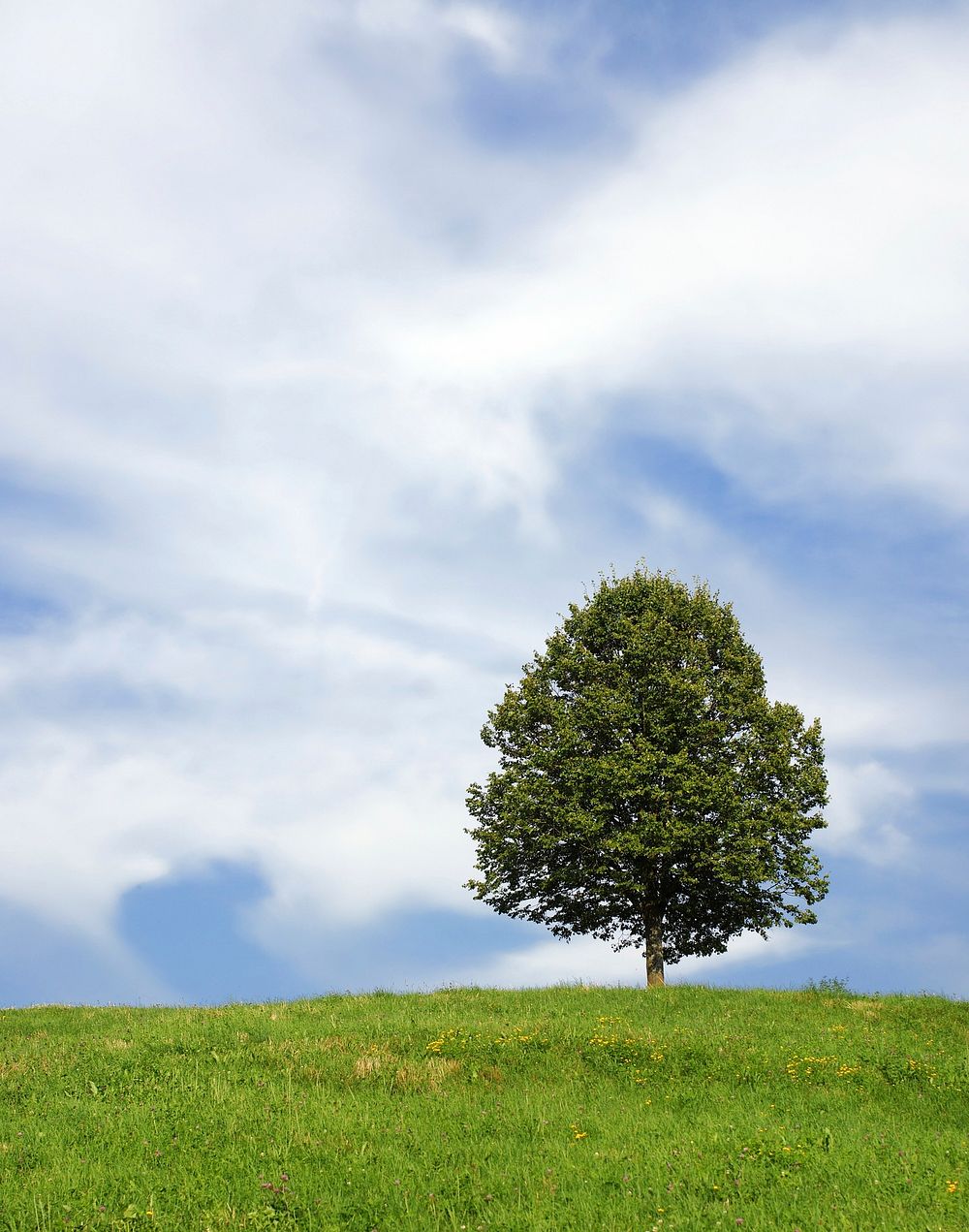 Free lone tree, blue sky image, public domain botanical CC0 photo.