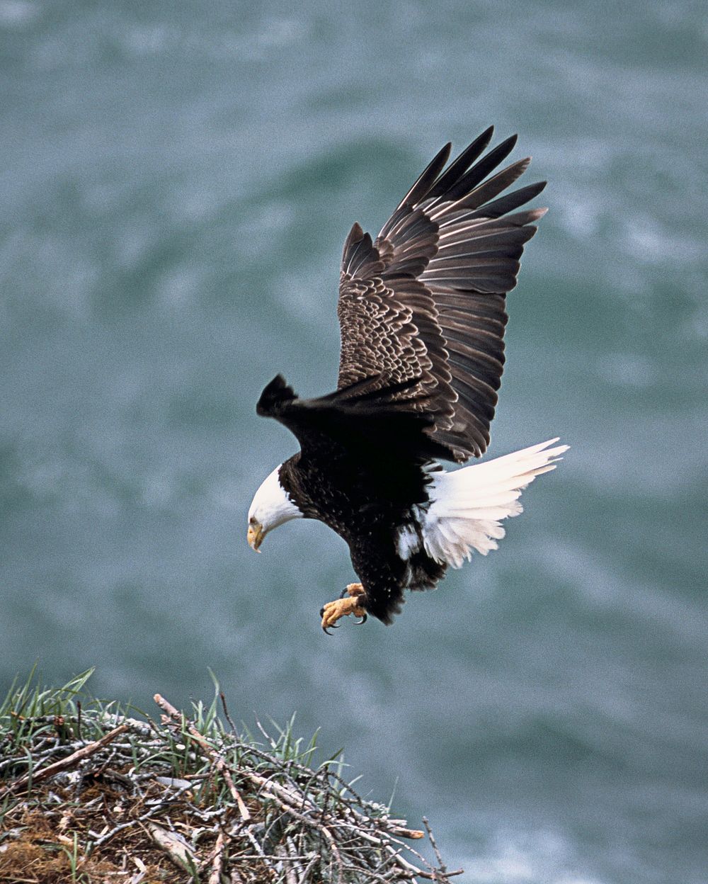 Free bald eagle image, public domain bird CC0 photo.