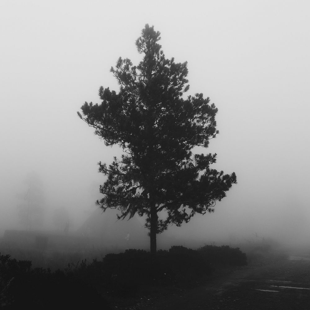 Free dark lone tree image, public domain botanical CC0 photo.
