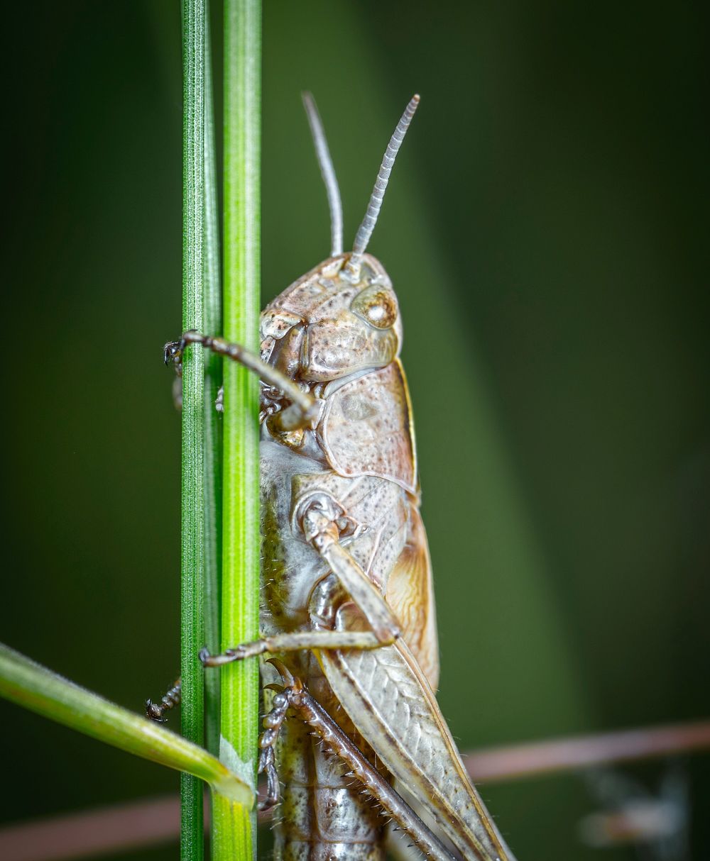 Free close up yellow grasshopper image, public domain animal CC0 photo.