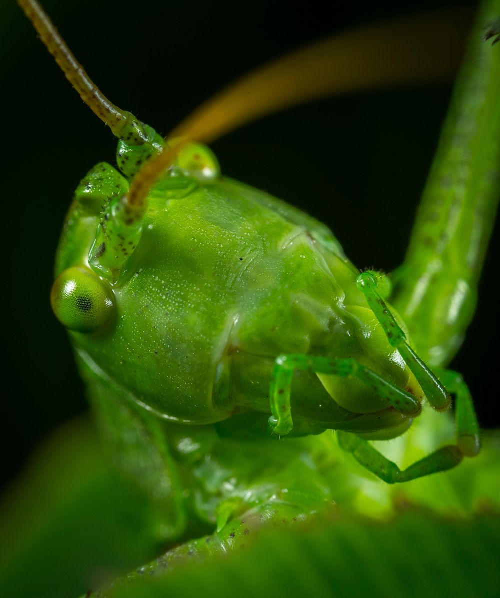 Free close up green grasshopper image, public domain animal CC0 photo.