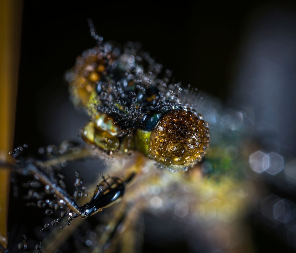 Free macro dragonfly head image, public domain animal CC0 photo.