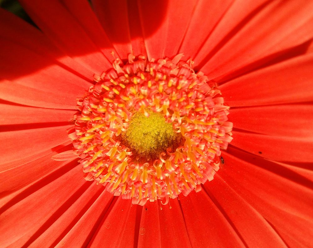 Free orange gerbera daisy image, public domain flower CC0 photo.
