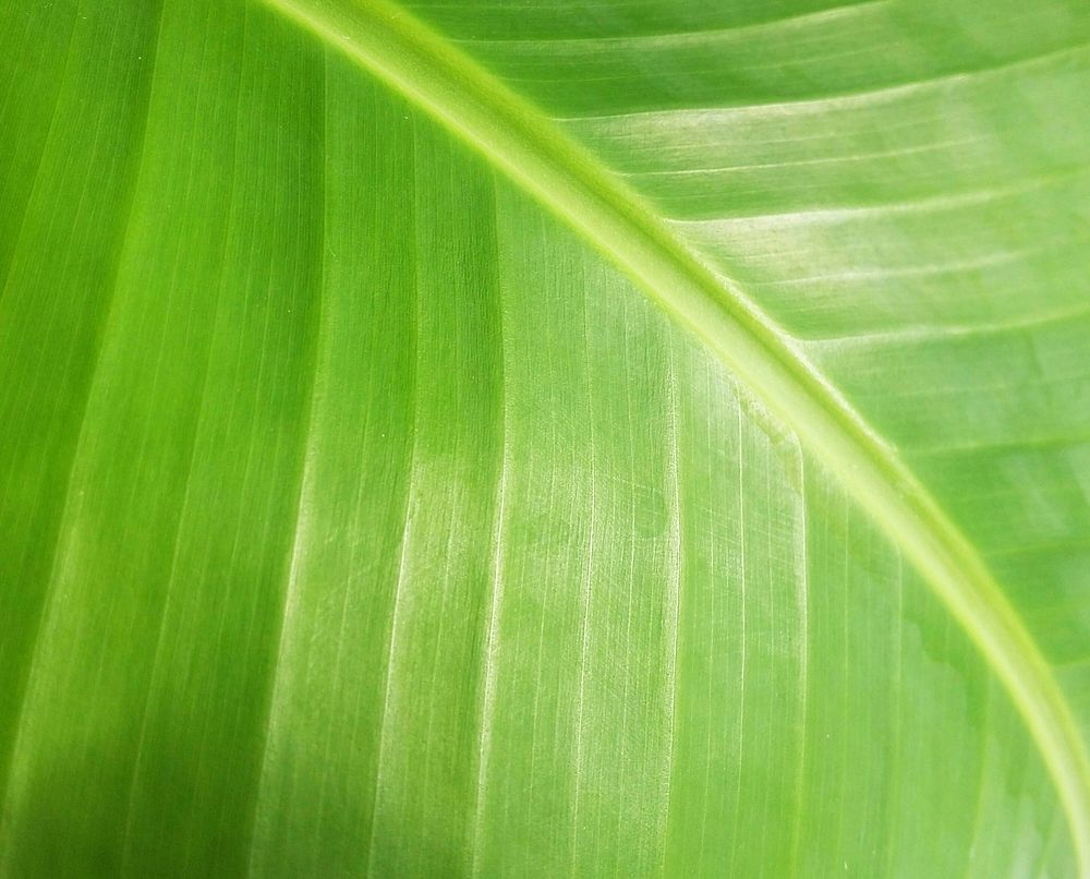 Free banan leaf image, public domain spring CC0 photo.