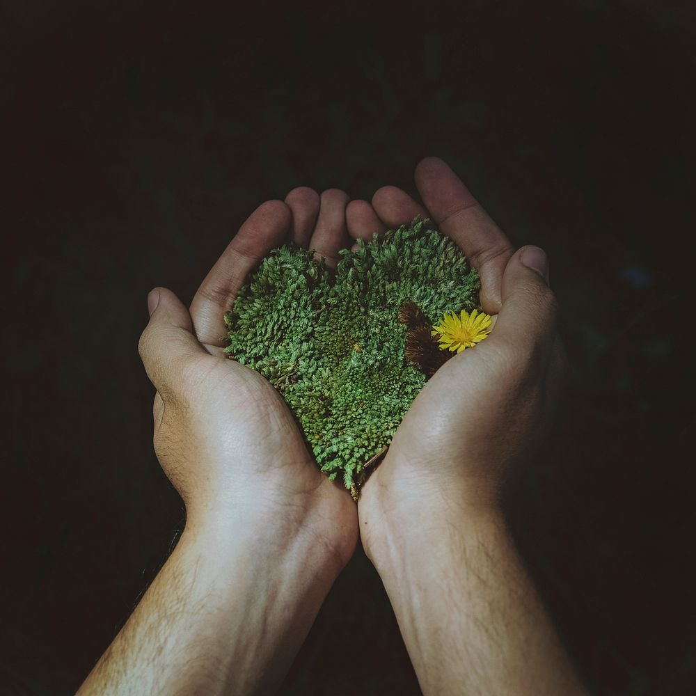 Free hands holding grass and flower public domain CC0 photo.