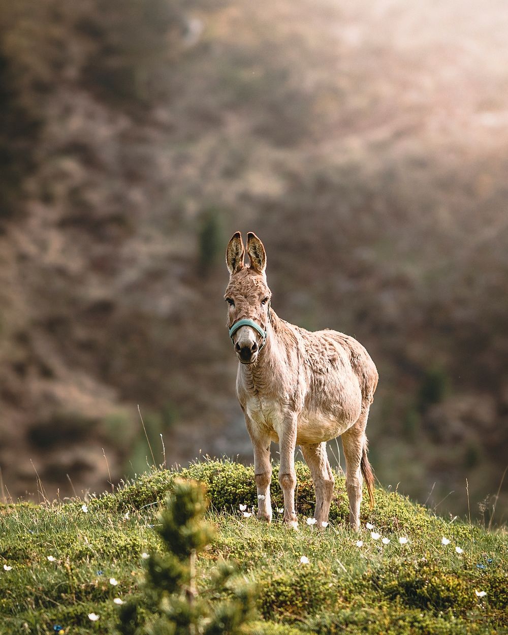 Free donkey on meadow image, public domain animal CC0 photo.