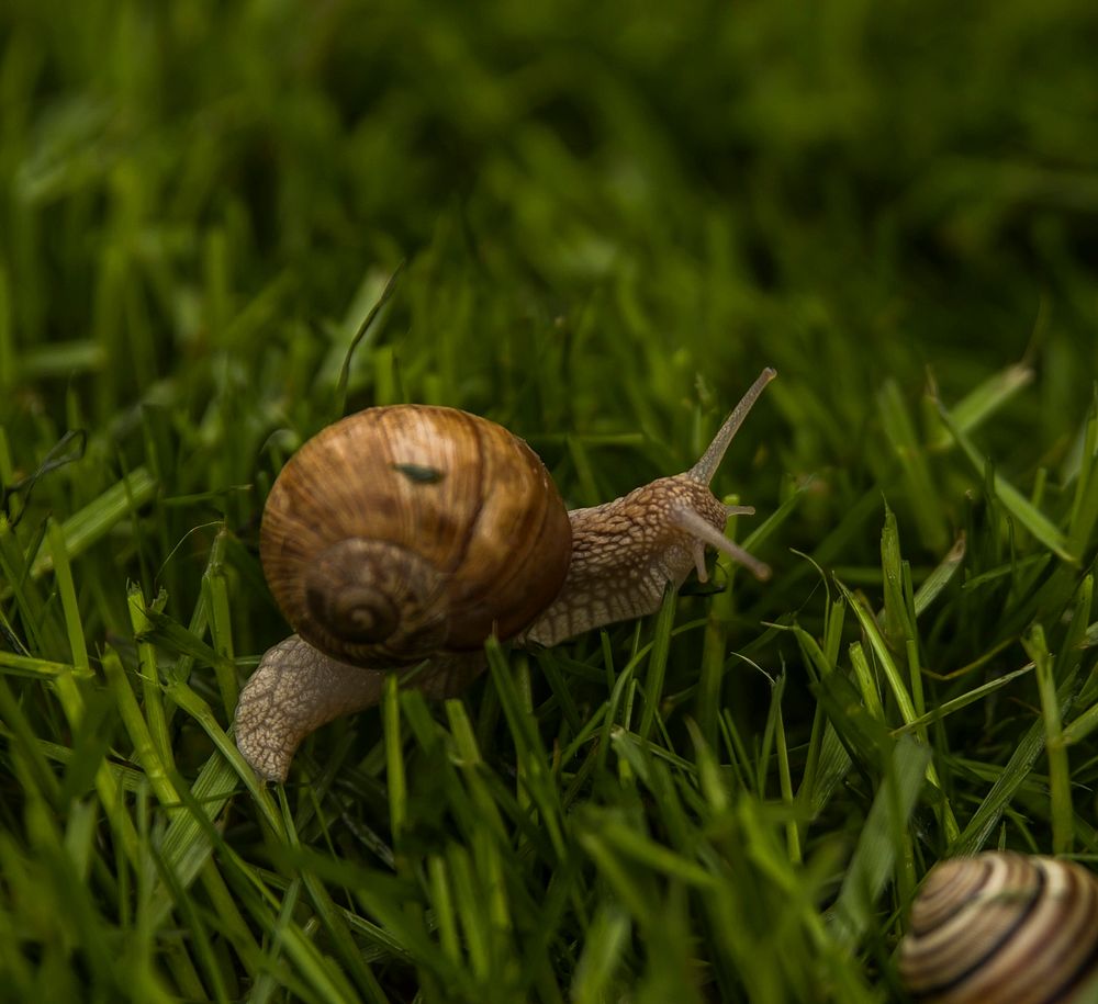 Free snail crawling on grass image, public domain animal CC0 photo.