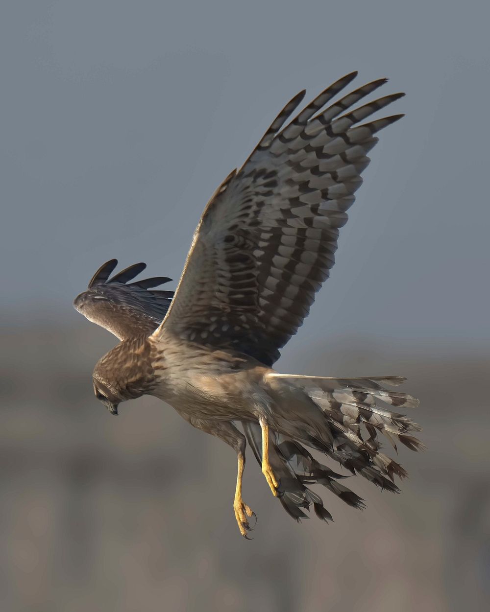 Free falcon flying in blue sky photo, public domain animal CC0 image.