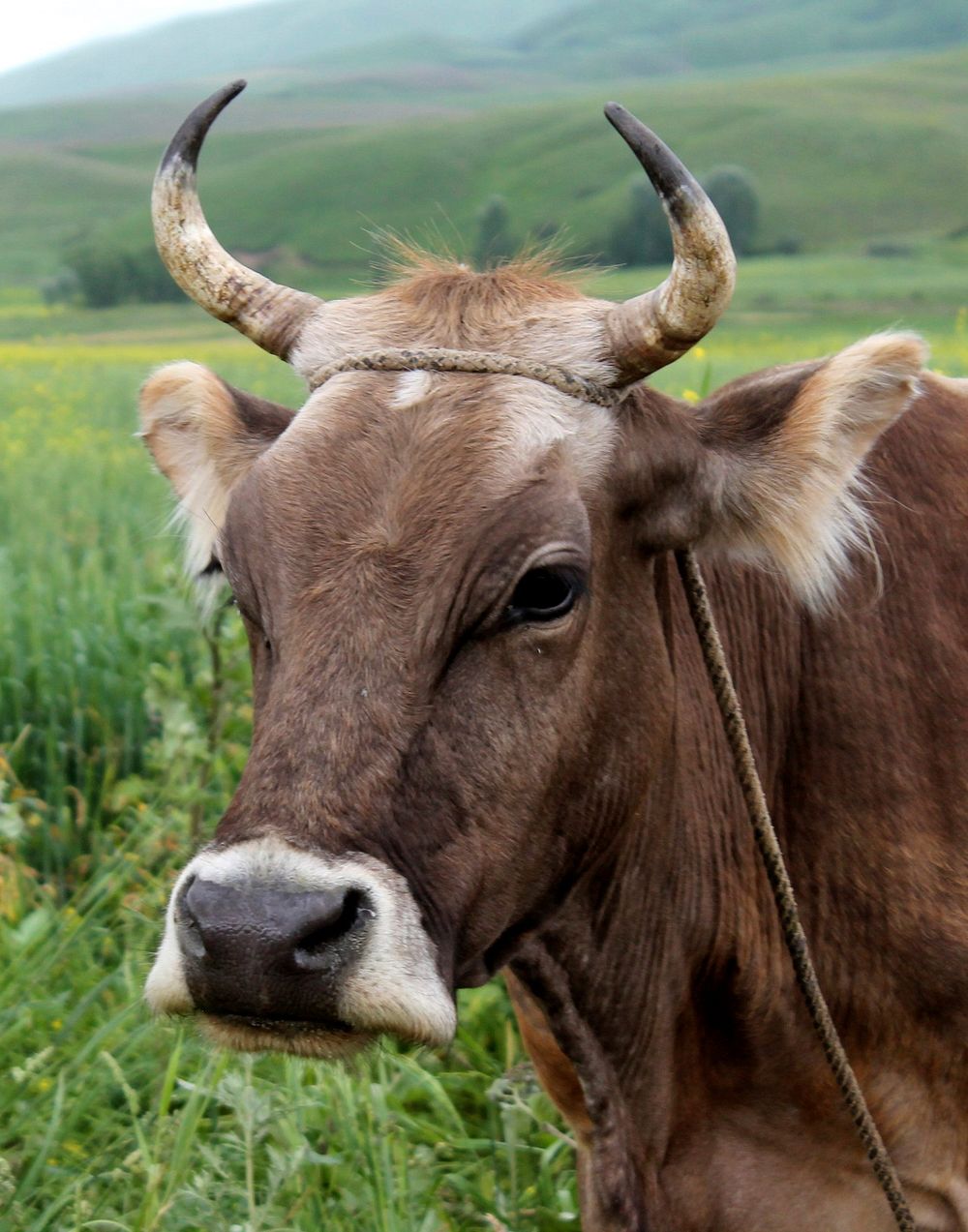 Free close up cow's face with harness image, public domain animal CC0 photo.