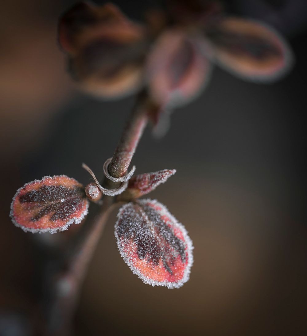 Free frosted leaf image, public domain spring CC0 photo.