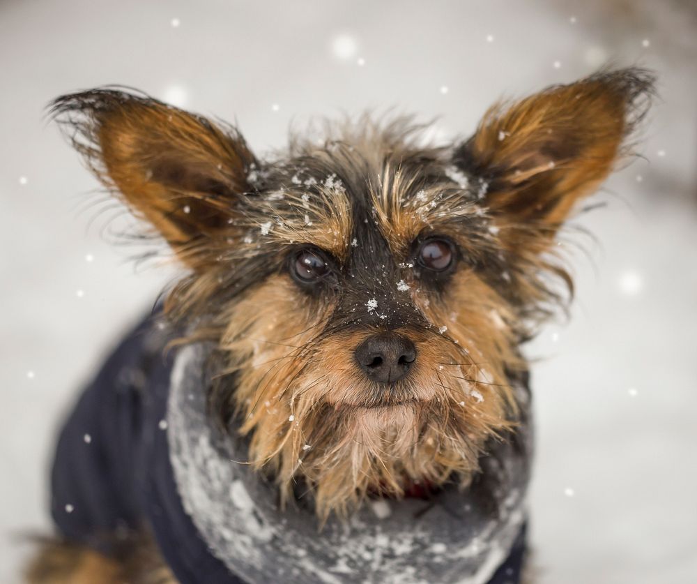 Free yorkshire terrier standing in falling snow image, public domain animal CC0 photo.
