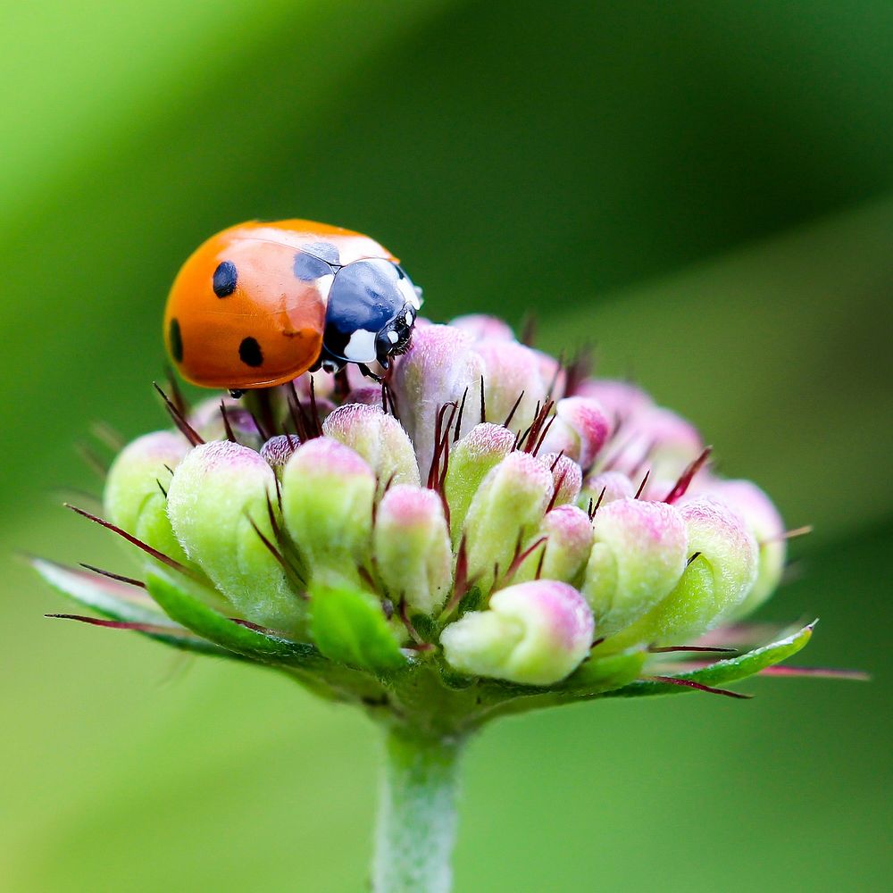 Free ladybug climbing on top of flower photo, public domain animal CC0 image.
