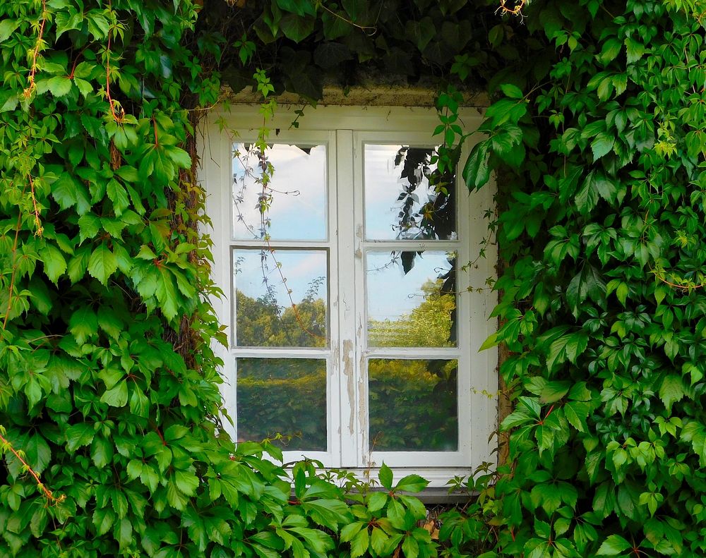 House with ivy. Free public domain CC0 photo.