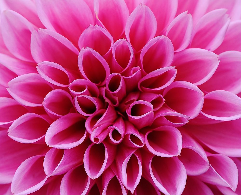 Free pink dahlia image, public domain flower CC0 photo.