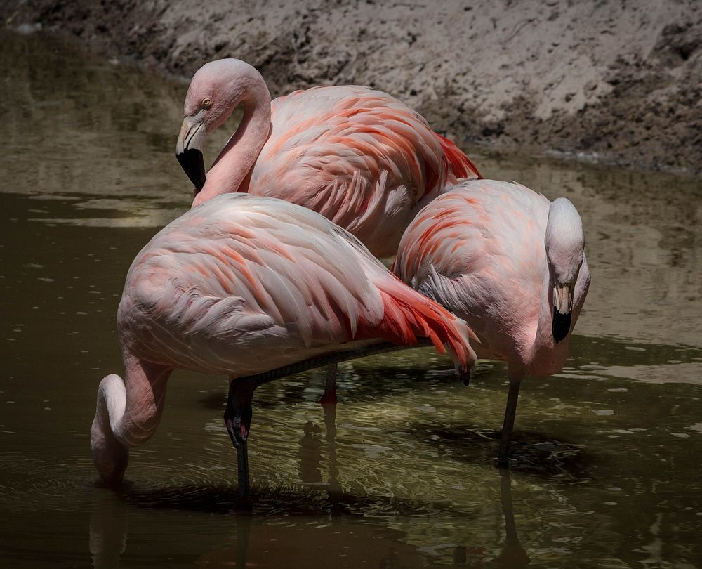 Free flamingoes image, public domain animal CC0 photo.