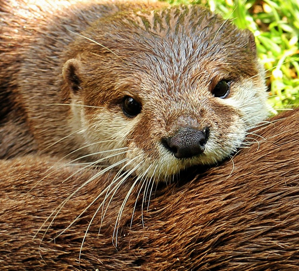 Free otter's face image, public domain animal CC0 photo.