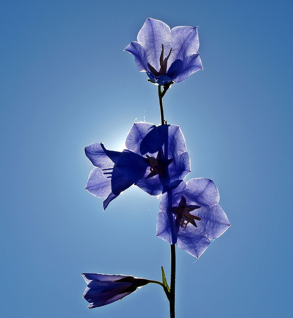 Free purple flower image, public domain spring CC0 photo.
