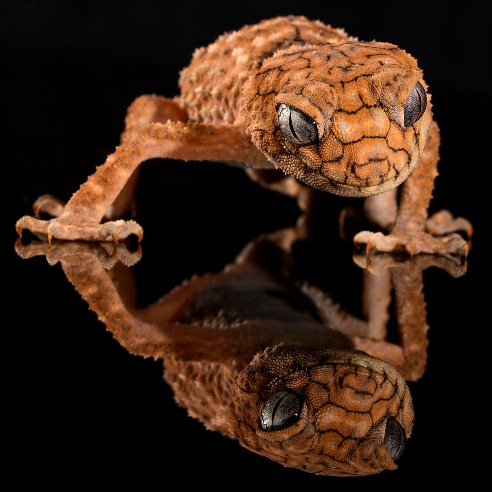 Free gecko close up portrait photo, public domain animal CC0 image.