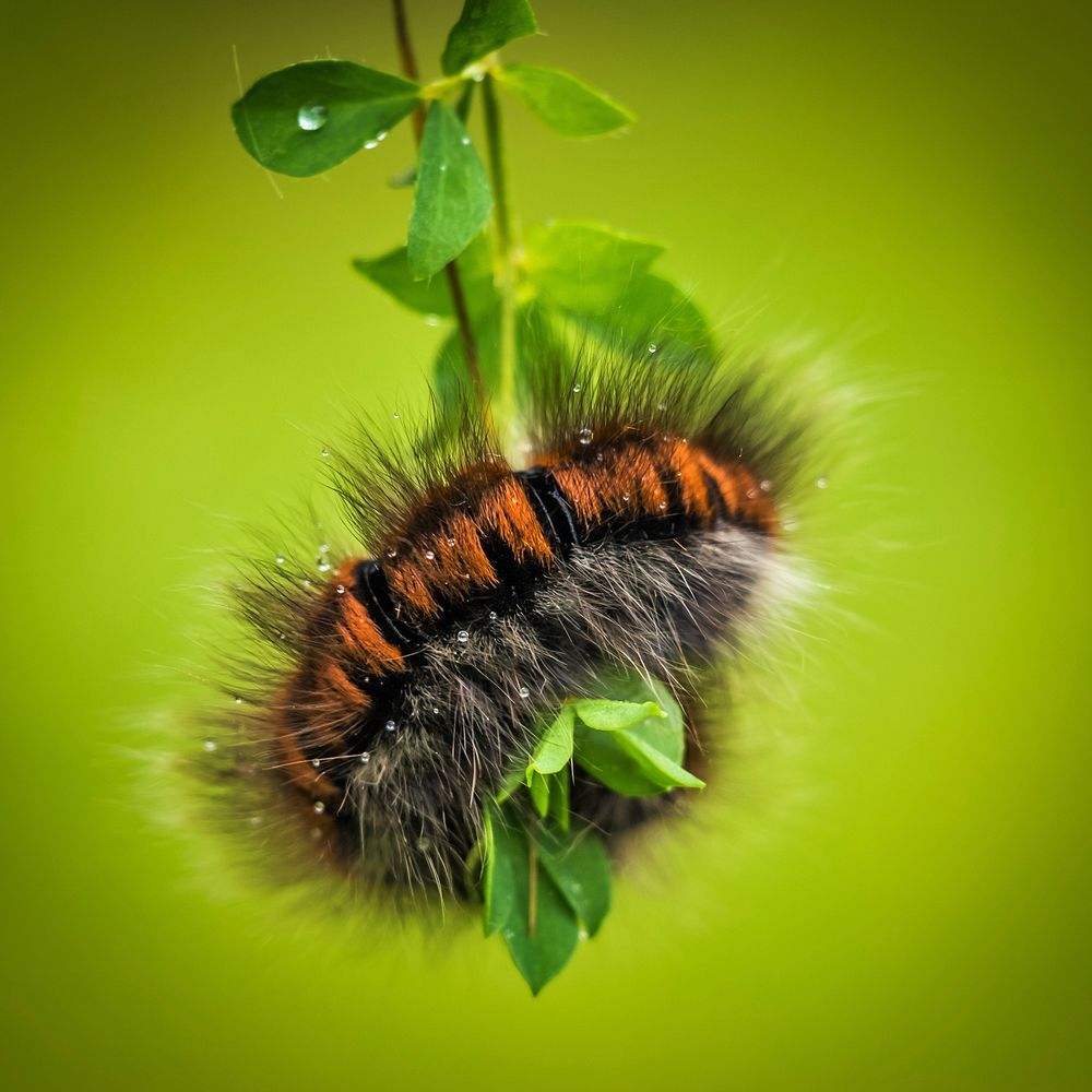 Free caterpillar image, public domain animal CC0 photo.