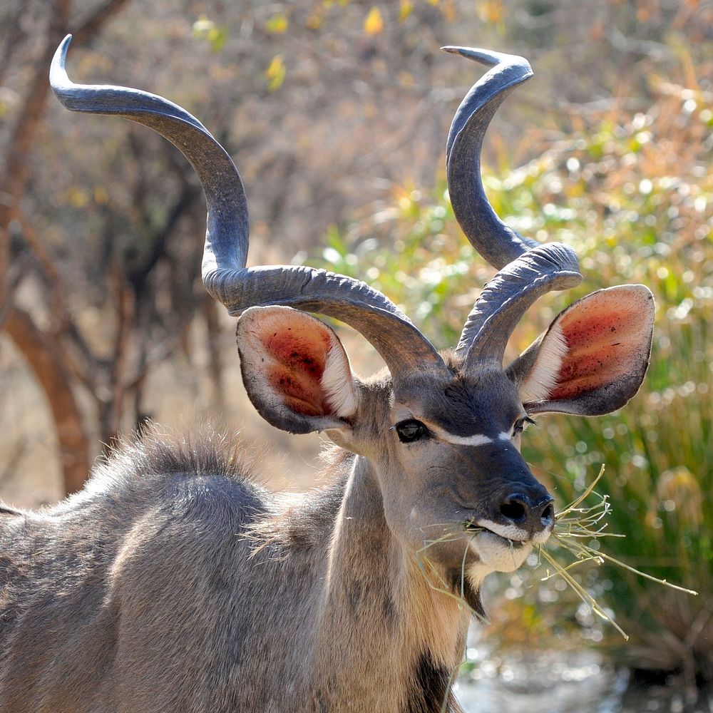 Free kudu in the wild closeup photo, public domain animal CC0 image.