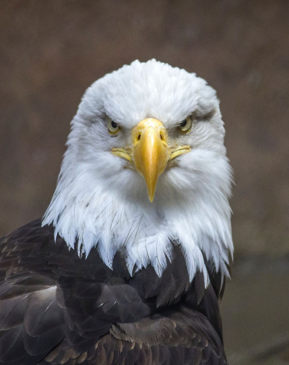 Free bald eagle head close up portrait photo, public domain animal CC0 image.