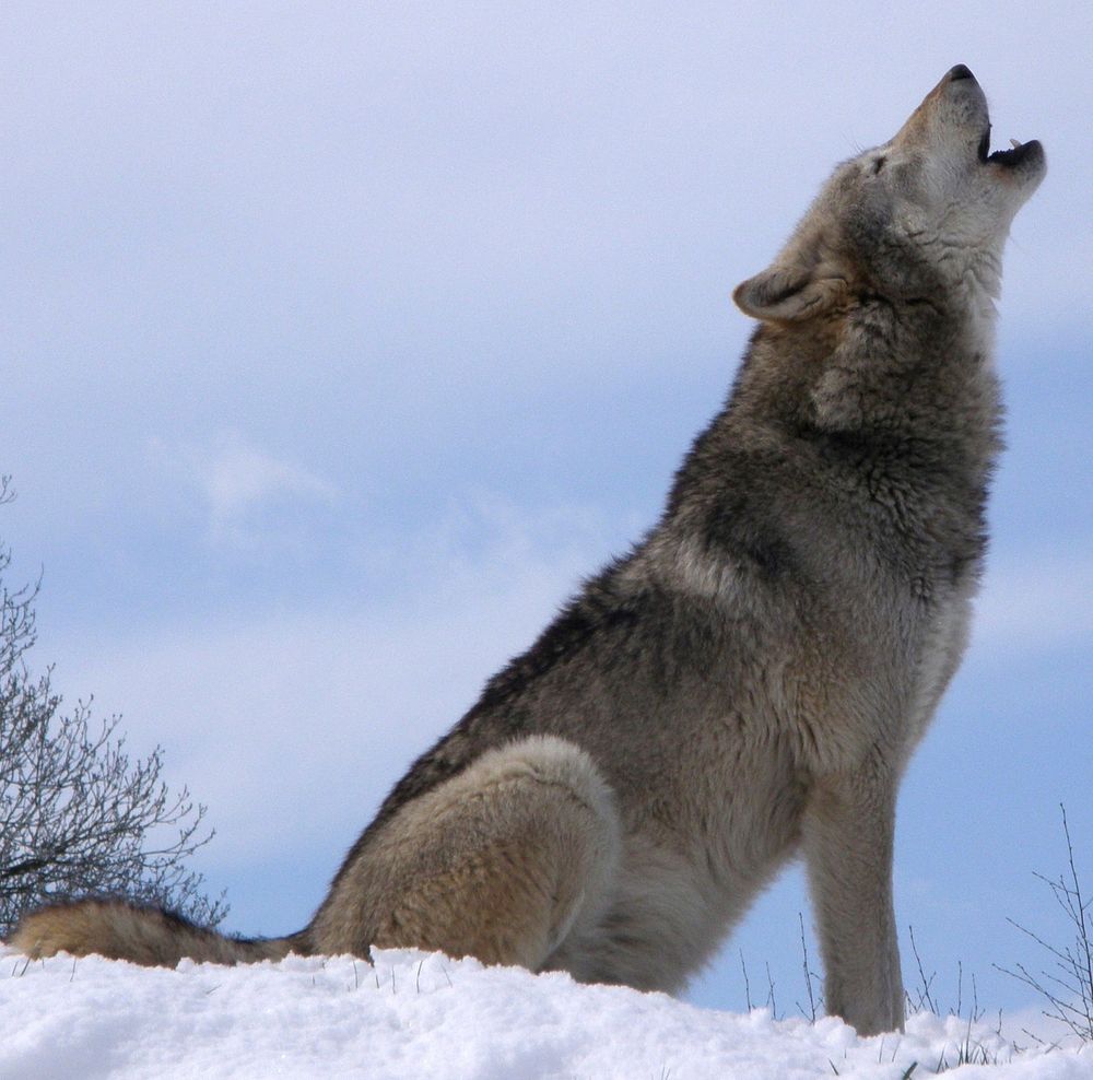 Free cute wolf howling image, public domain CC0 photo.