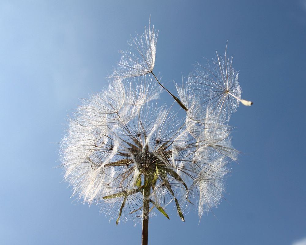 Free dandelion, blue sky image, public domain botanical CC0 photo.