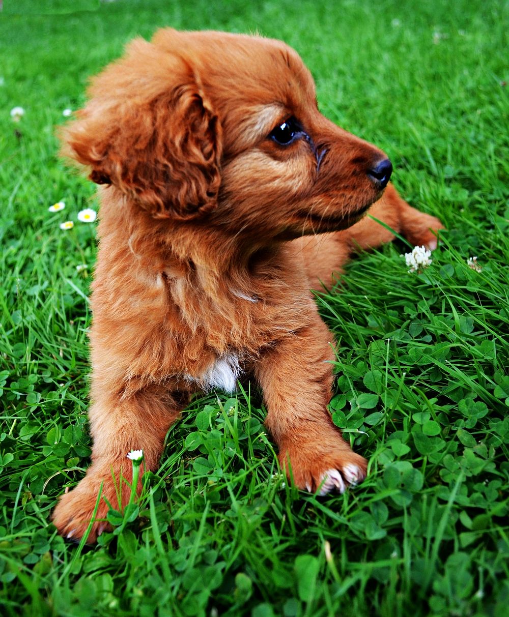 Free brown fluffy puppy on grass field image, public domain animal CC0 photo.